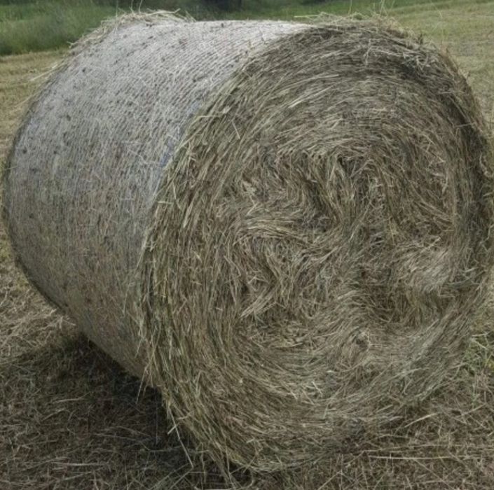 Siano bele 25 sztuk