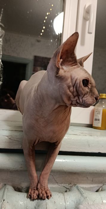 Сфинкс, сфінкс, продам кота