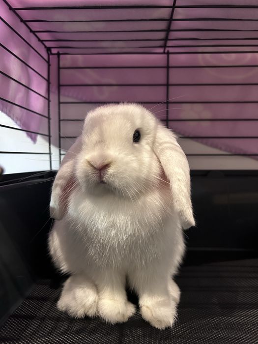 kroliczki mini lop
