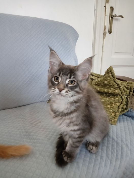 Maine coon niebieska srebrzysta kotka rodowód FPL