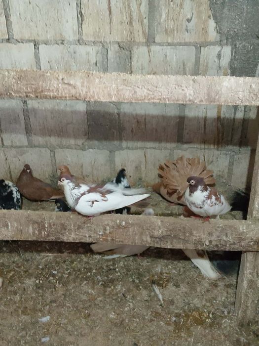 Gołębie zamojskie likwidacja hodowli