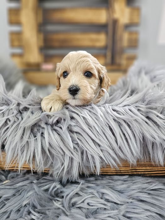 ZAREZERWOWANY  Maltipoo F1 cudny chłopiec