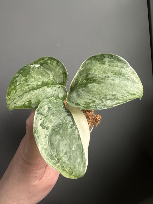 Scindapsus Blue Splash Variegata