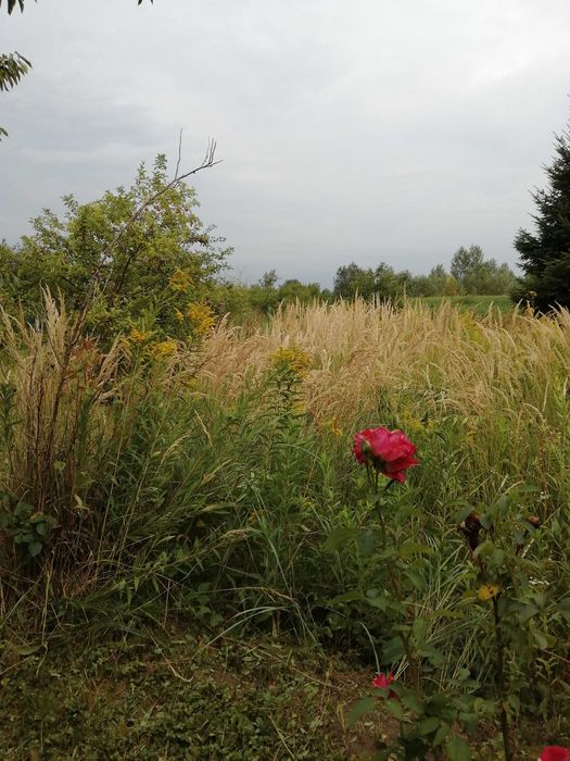 Działka ROD im. Kościuszki Sandomierz