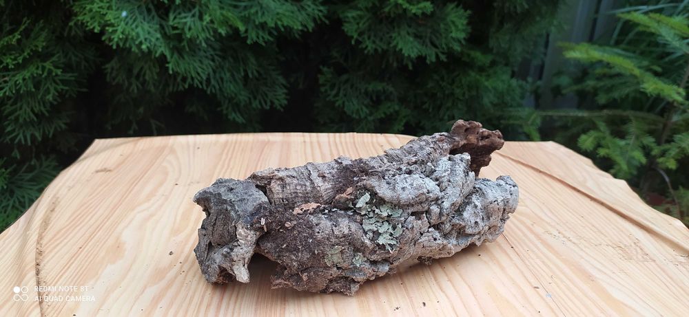 Grota z pożytecznego debu korkowego 22x8x7 cm