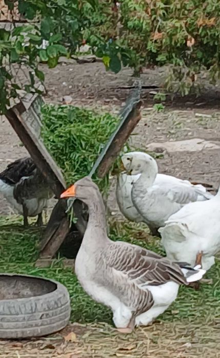 Gęsi landes tuluskie mieszaniec