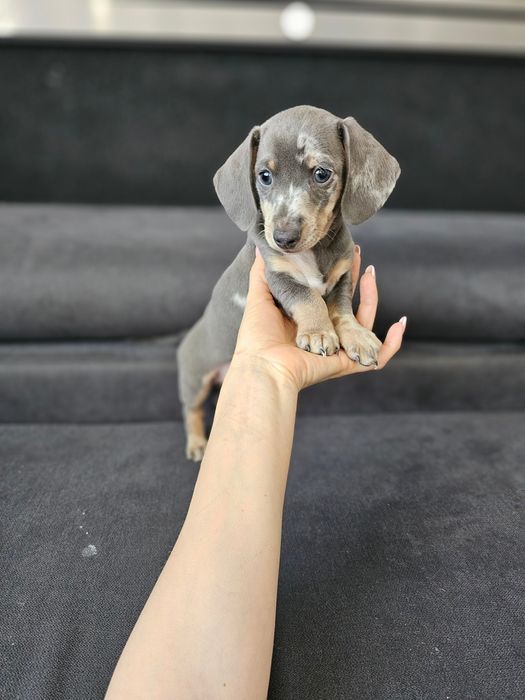 Zobacz Filmik Unikatowy Chłopczyk Jamnik BLUE MERLE Kalisz • OLX.pl