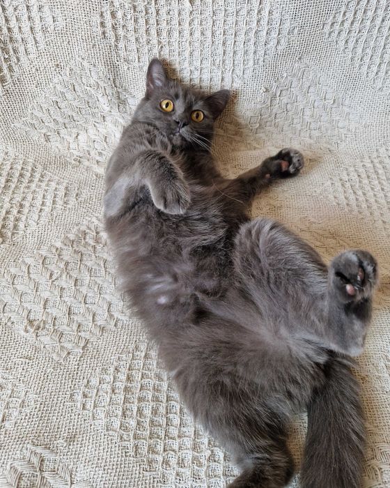 Грейс, мягкие лапки