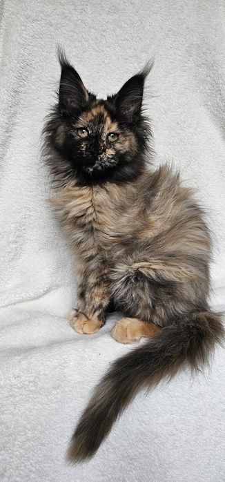 Сногшибательная девочка мейн кун