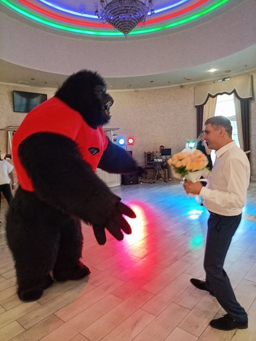 Харків привітання від медведика та банди(панда,зайчик,Кінг Конга)