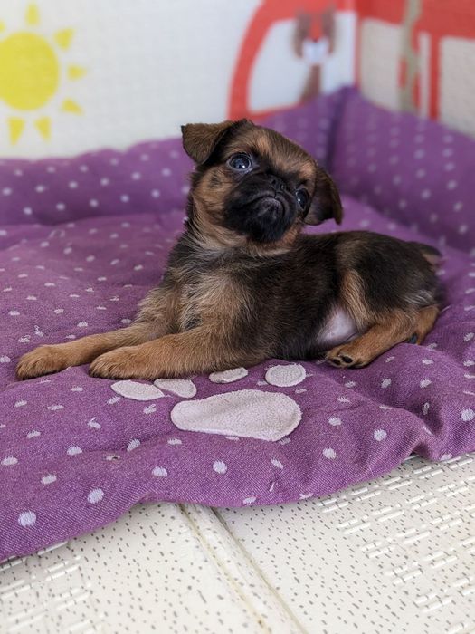 Хлопчик пті брабансон