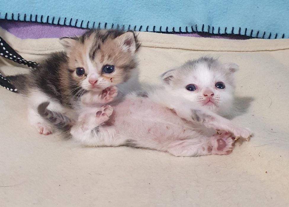 Котята неспешно ищут новый дом