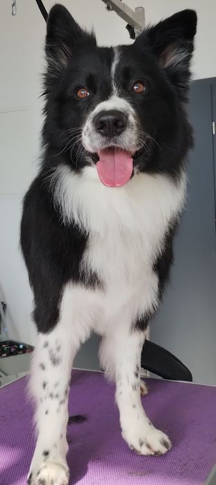 Strzyżenie piesków- groomer z sercem i doświadczeniem