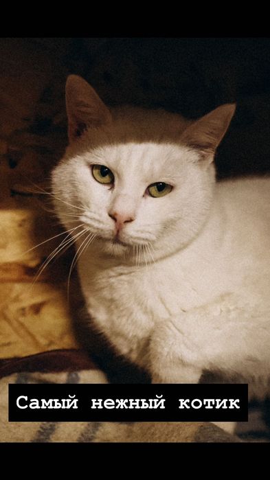 Белые котики бесплатно