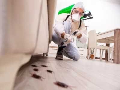 ZWALCZANIE PLUSKWY prusaków dezynsekcja, dezynfekcja, deratyzacja