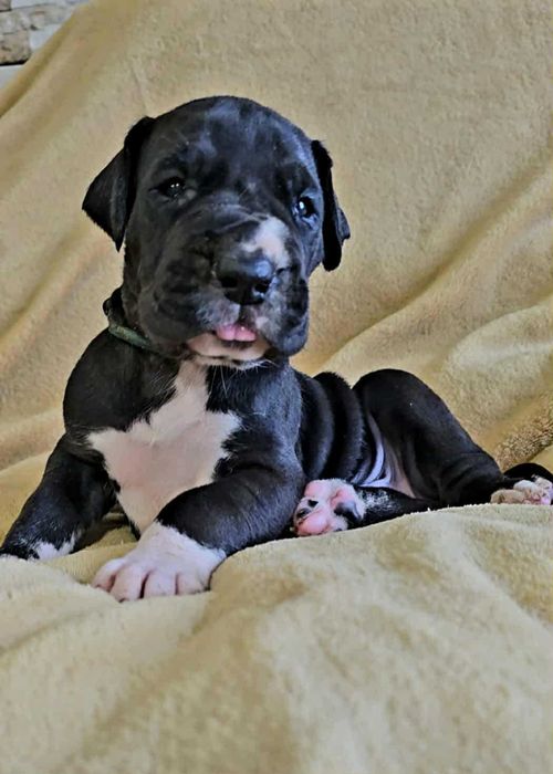 Dog niemiecki czarny Szczenię ZKwP FCI