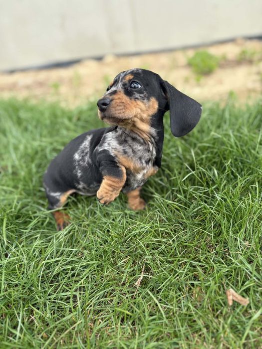 Jamnik krótkowłosy suczka