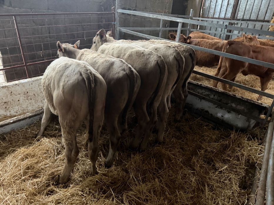 Lote vitelas charolesas