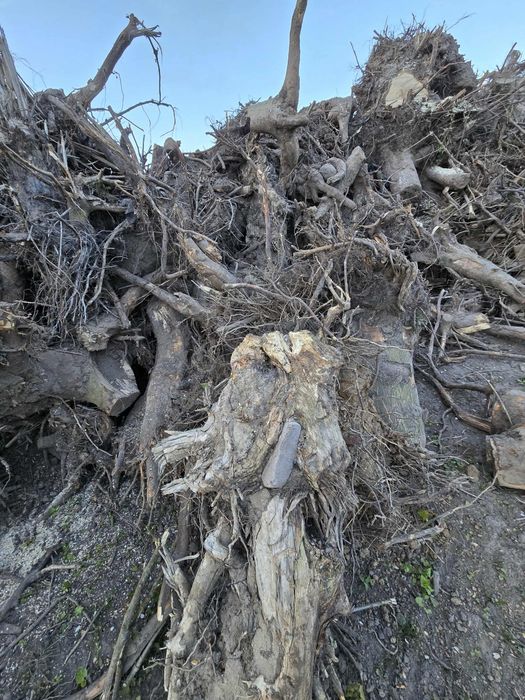 Oddam za darmo korzenie