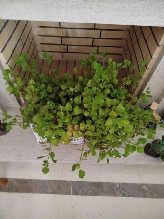 Plantas muito bem cuidadas.