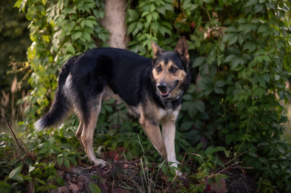 Mieszaniec owczarka Max szuka domu
