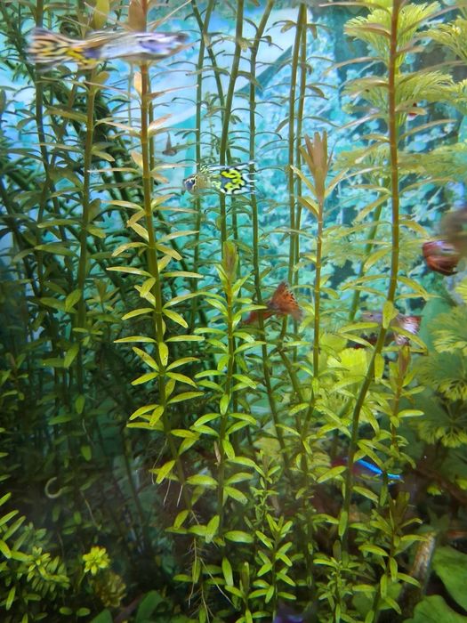 Rotala rotundifolia roslina akwariowa