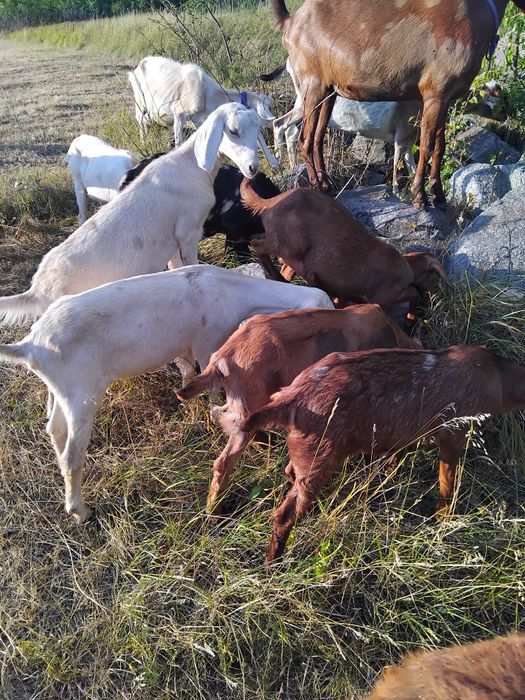 Нубійські козочки