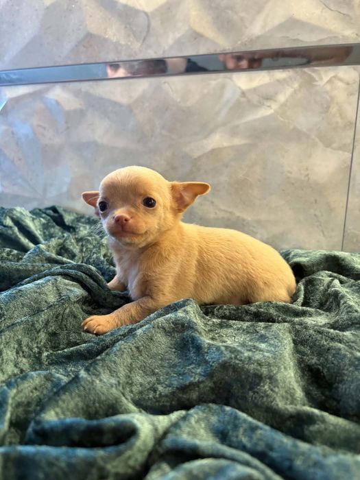 Chihuahua piesek