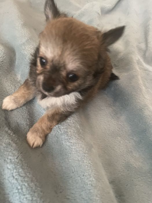 Chichuachua długowłosa suczka