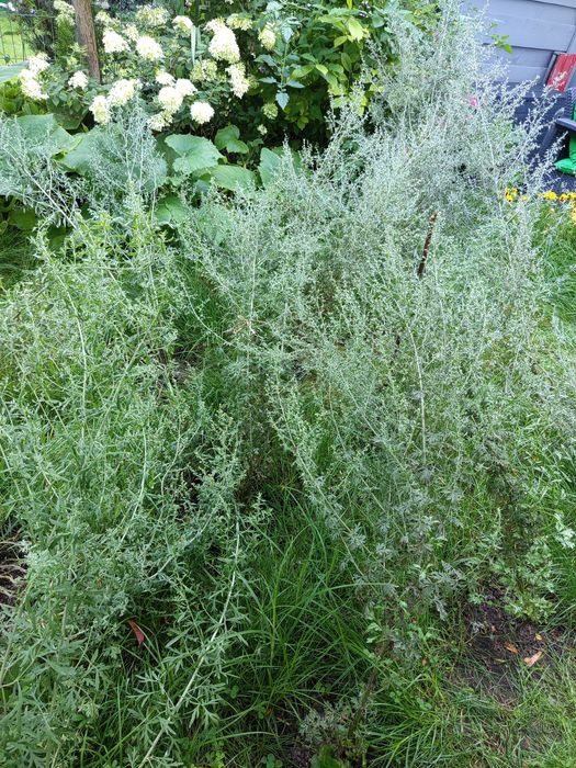 Ziele Bylicy Piołun Susz 100 gram.