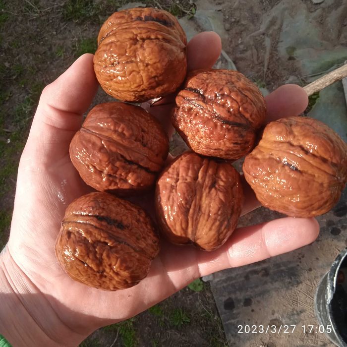 Садженці горіха сортів Велетень, Гігант та Ідеал.