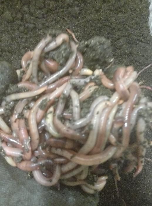 Маточник червя Дендробена Венета (Голландия)