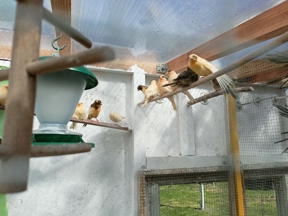 Kanarki samce rok 2026