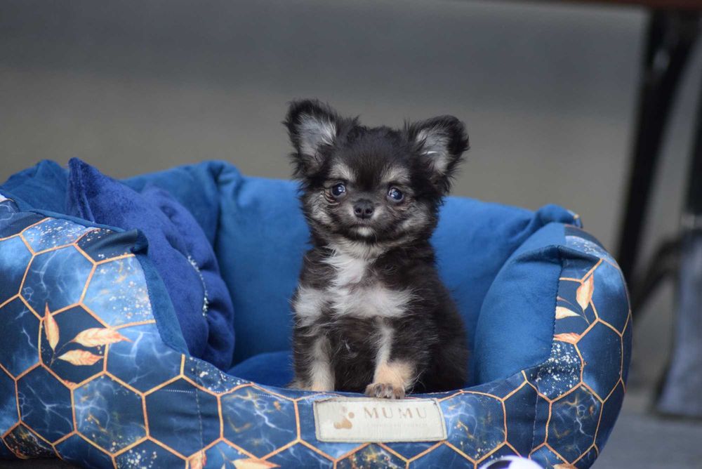 Chihuahua długowłosy chłopiec z metryką ZKwP - FCI