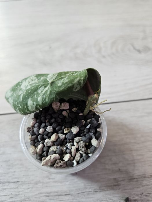 Hoya cinnamonifolia × imbricata