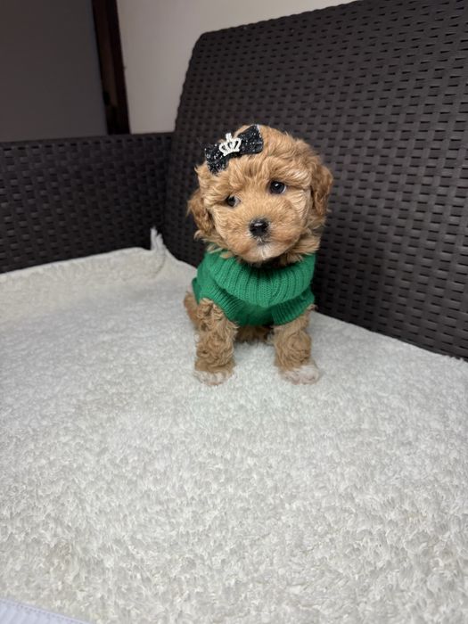 Стильний красунчик мальтипу