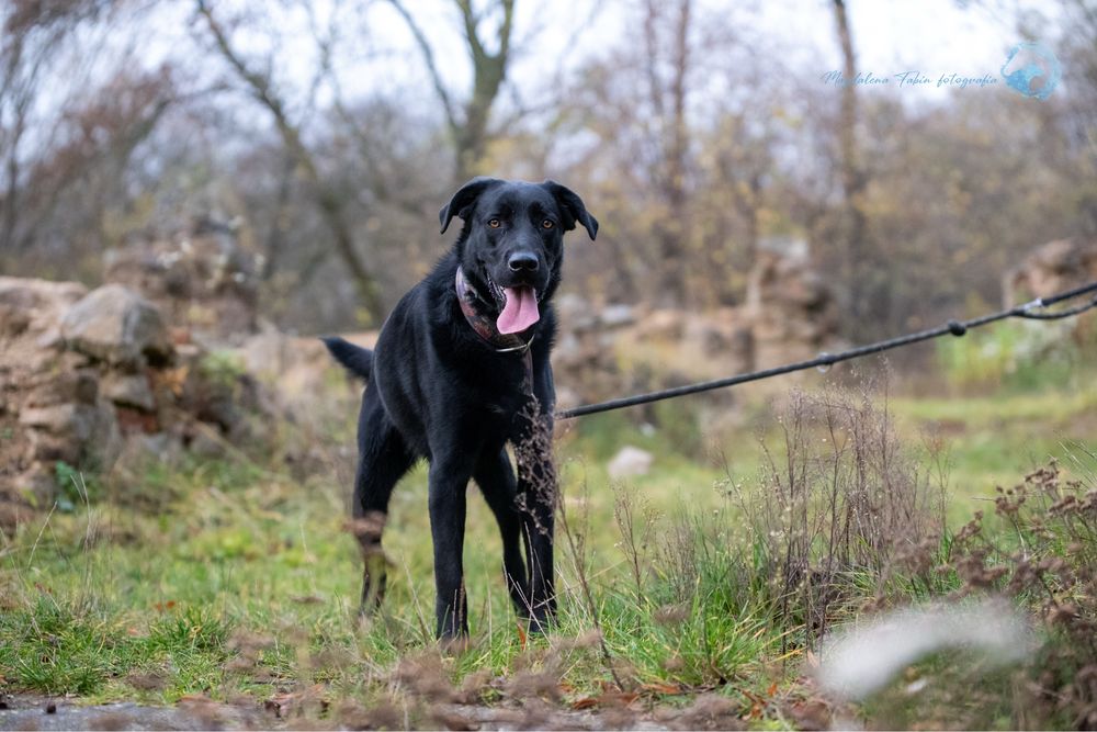 Czarny, radosny labrador. Duży pies w schronisku dla zwierząt. Adopcja