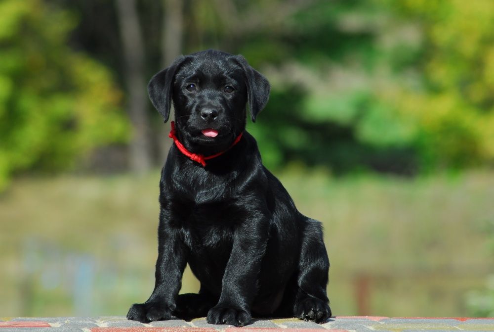 Великолепные щенки лабрадора.