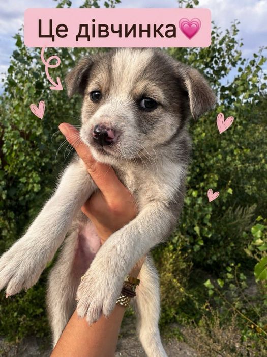 Цуценя шукають дім! Хлопчики та дівчатка
