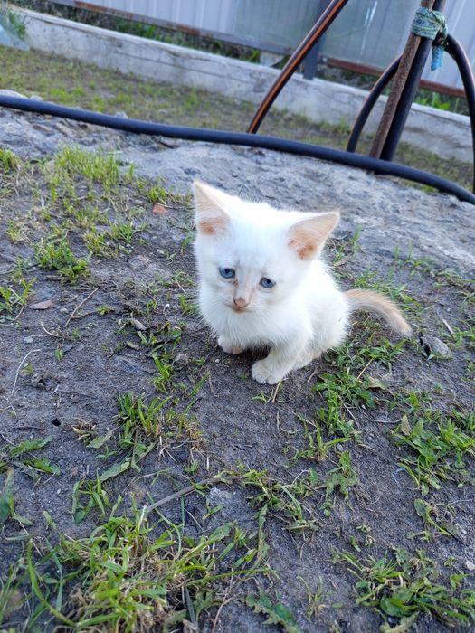 Кошеня в добрі руки