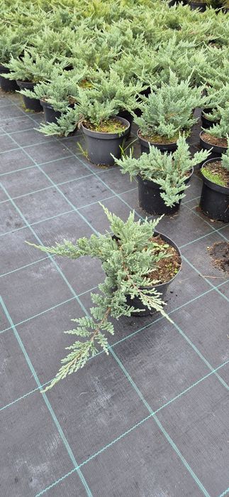 Jałowiec Płożący C2 C3 Juniperus