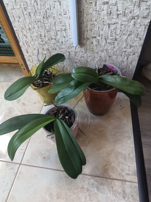 Продам   орхідеї