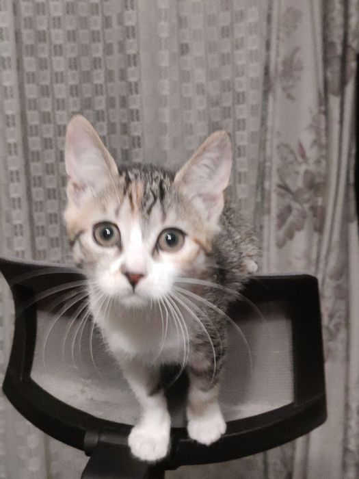 Віддаються кошенята