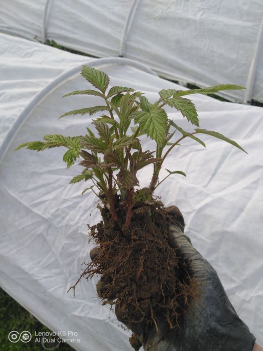 Брусилівський стандарт. Саджанці малини, молоді