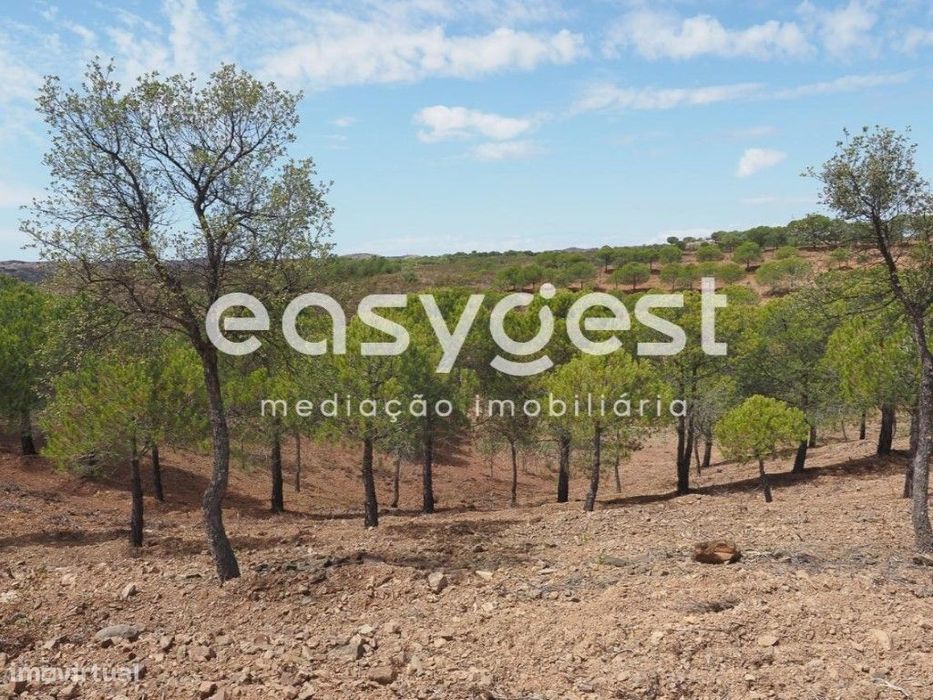 Terreno agrícola com pinheiros, oliveiras e sobreiros em Atalaias