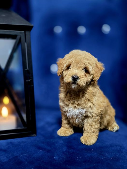 Maltipoo pełna uroku sunieczka red