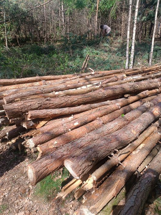 Słupki sosnowe stemple budowlane (dębowe,bukowe,leszczyna )