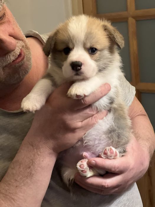 Welsh Corgi Pembroke - piekny rudo-bialy pies dlugi ogonek