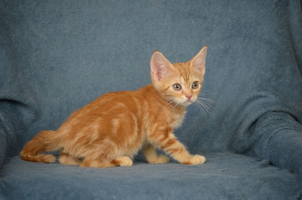 Котик красунчик 2.5 місяці