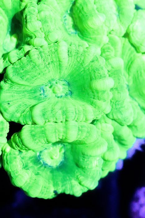 16 Calustrea green fluo 6 glowek FLUOLAMPS WYSYLKI